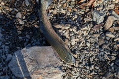 PXL_20241011_164559458