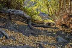 PXL_20241012_181448505.MP_